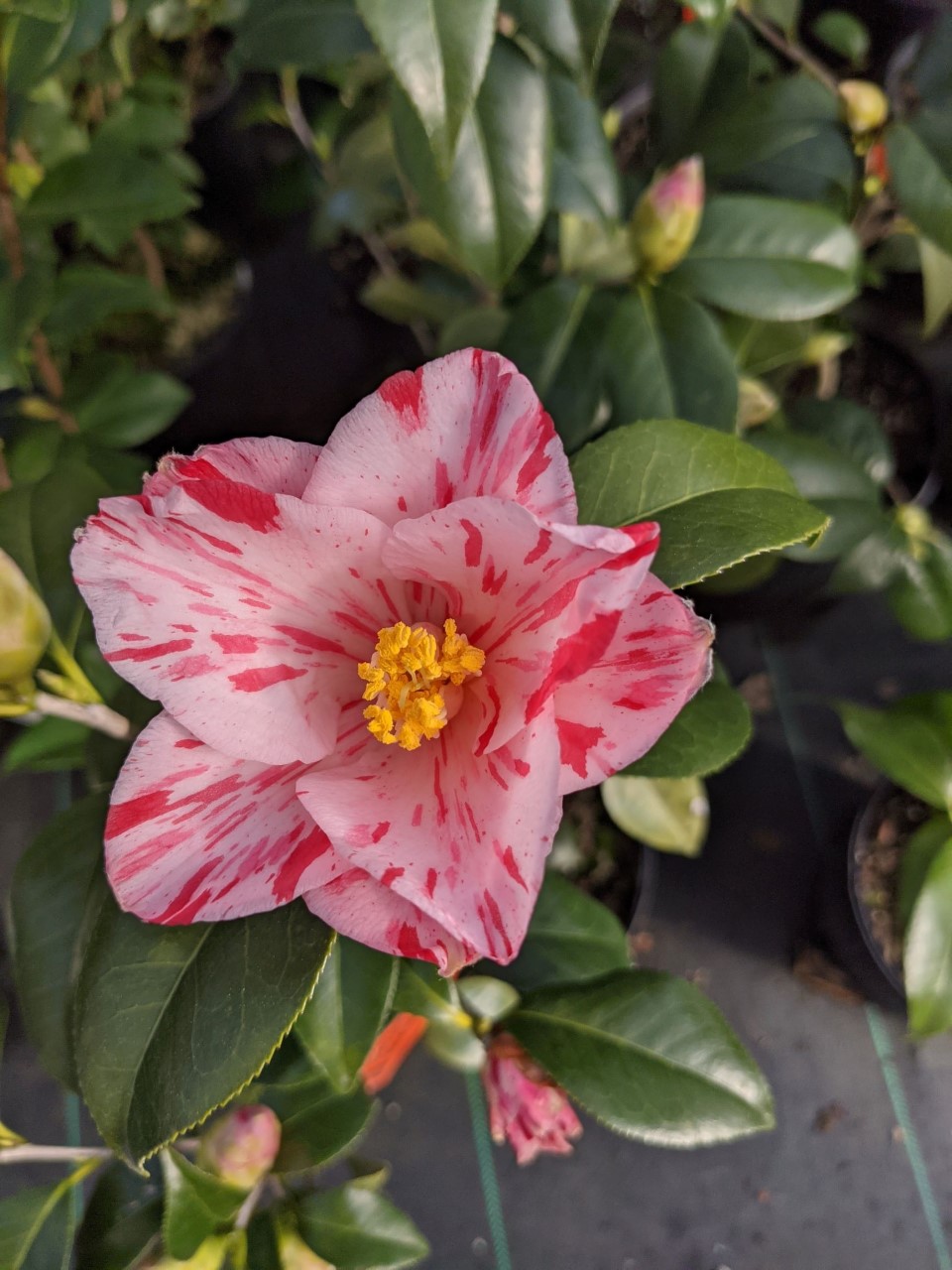 C. japonica Haru-no-utena'